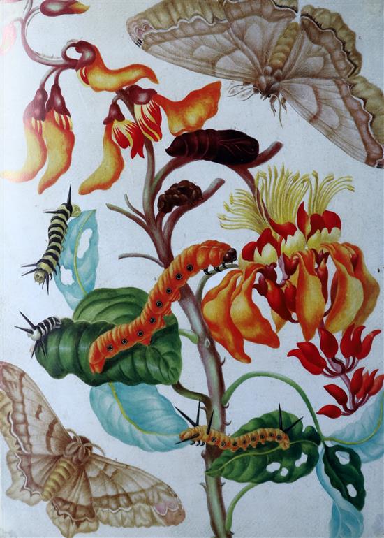 Merian, Mari Sibylla - The Surinam Album, one of 1000, folio, quarter bound goatskin, with 91 watercolour